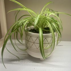 Spider Plant, Chlorophytum comosum