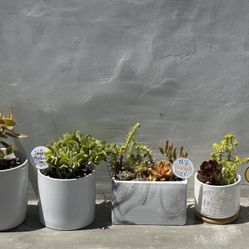 5 gift ready Succulent plants in white ceramic pots - Jade Aloe + more!