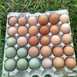 Organic Eggs