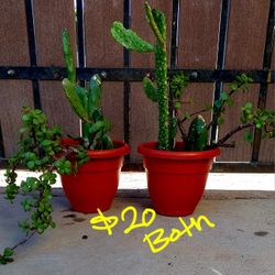 Pair Of Plants For $20