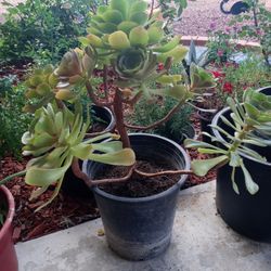 5 Gallons Succulent