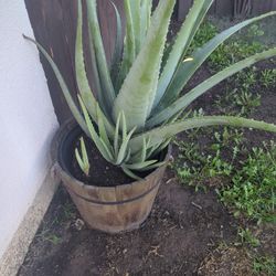 Baby Aloe Free