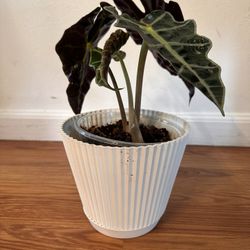 White Planter Small