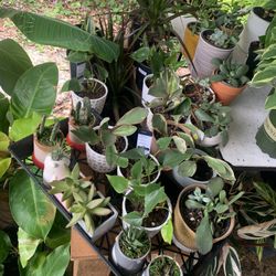 Indoor Plant 