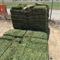 St. Agustine Sod delivery Or installation 