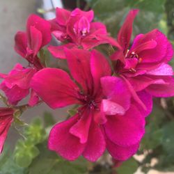 Ivy Geranium Pink Bubblegum Color