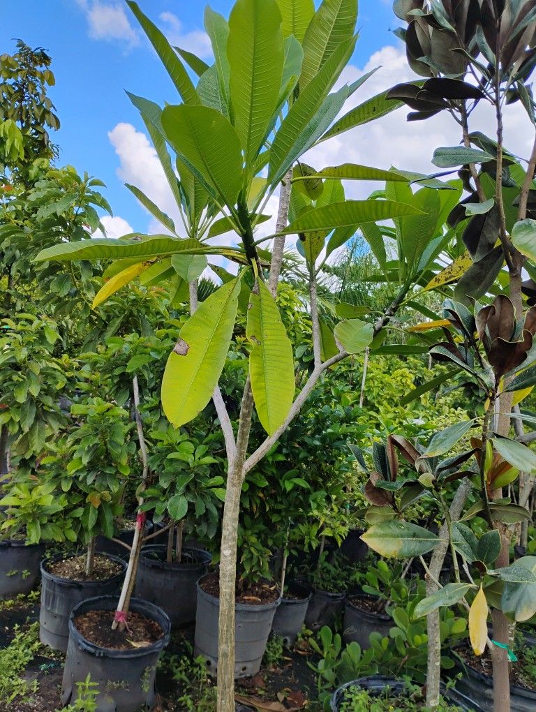Frangipani Trees 25gl🌸
