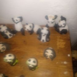 Panda Bears