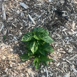 Carolina Reaper Plants 