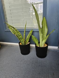 Snake plant for sale