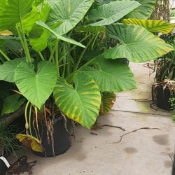 Orejas De Elefante Plantas De 30gallons 