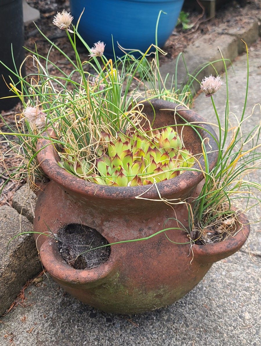 Nice Heavy Terra Cotta Strawberry Planter With Succulents And Chive Plants