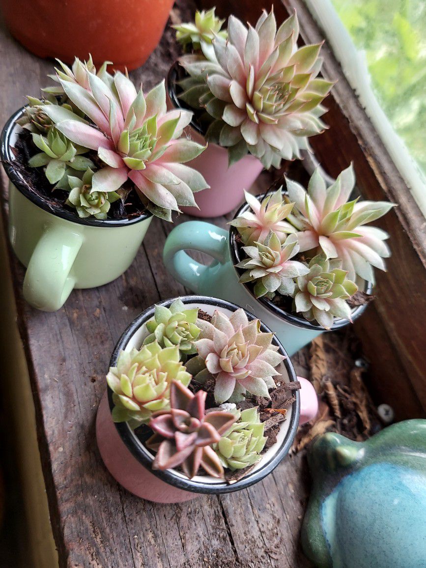 Mini Mug Assorted Succulent Garden 