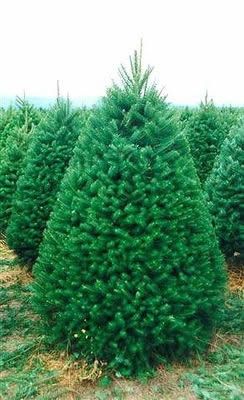 Real Christmas Trees W/ FREE STAND In Hacienda Heights 