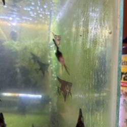 Black Angels and White With Black Angels 