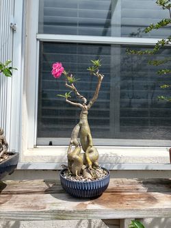 Desert rose bonsai