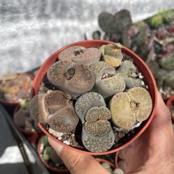 LITHOPS MIX 😍❤️🌵🪴