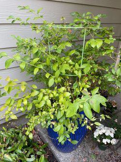 Blueberry shrub and Pot