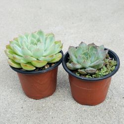 Succulents plants 🪴（2 for $5）