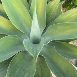Foxtail Agave