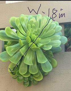 Cleaning garden ,  a lot Succulents garden 🪴 🪴 for sale. Welcome to checkout.