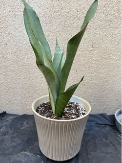Moonshine Snake Plant