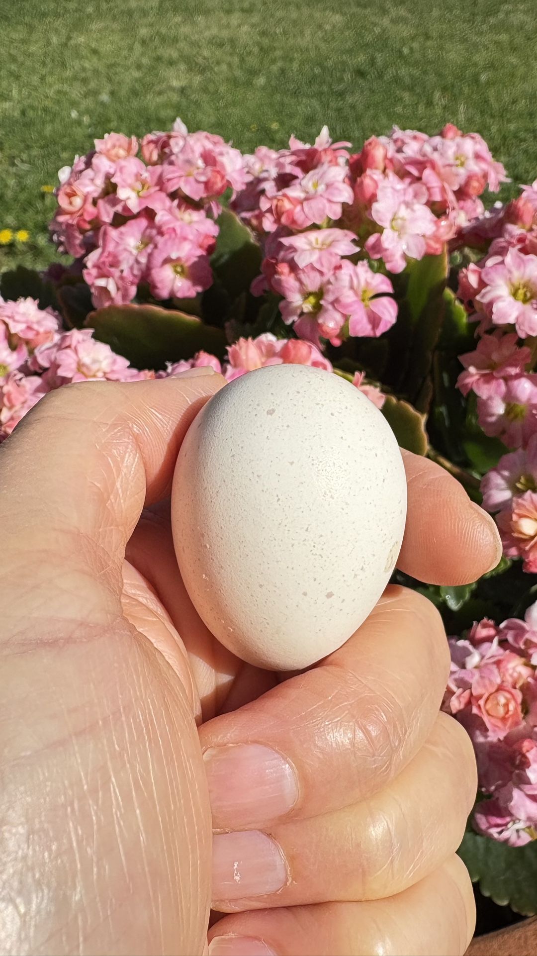 Chukar Eggs For Hatching