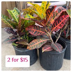 Plants (10”pot🌿Crotons 2 for $15)