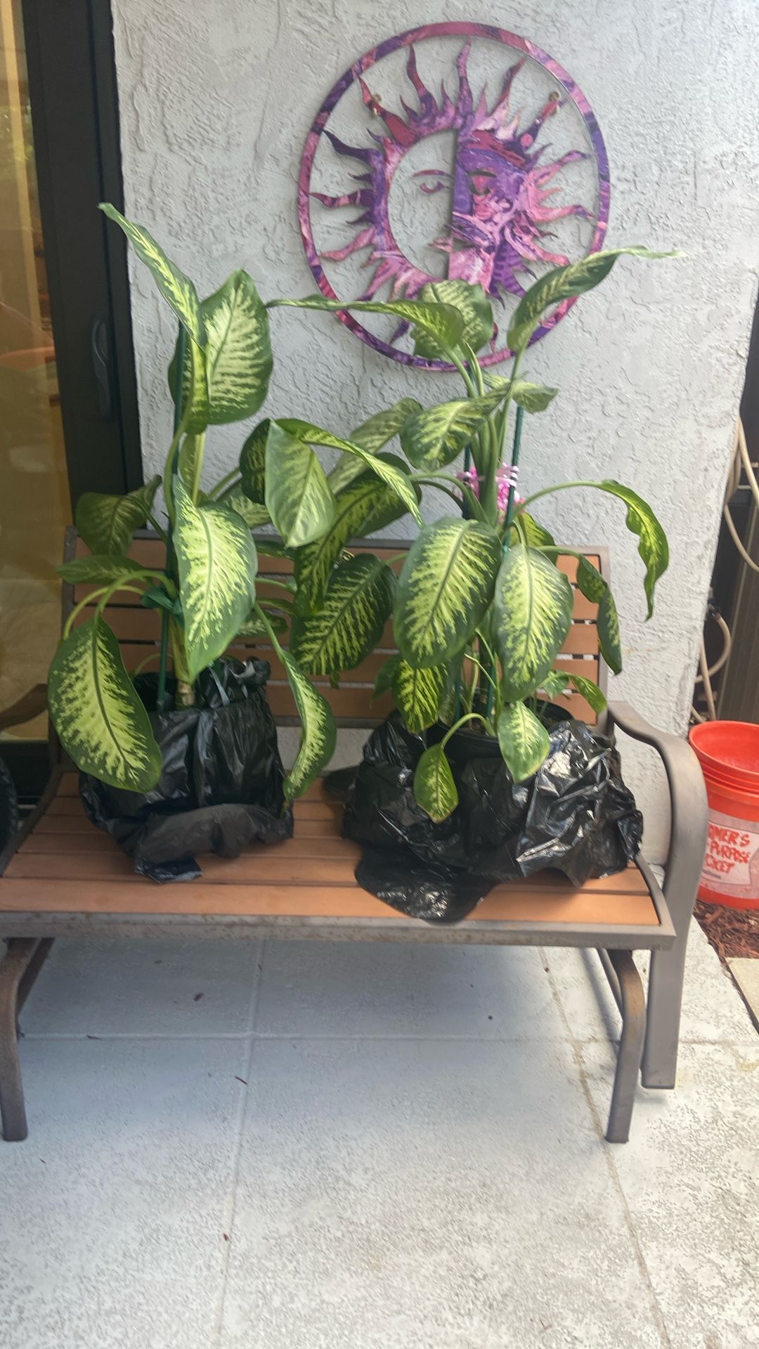 House Plants