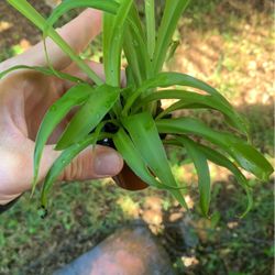 Walking Lily Plant- 10+ Available 