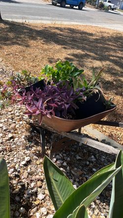 Carreta con plantas. Wagon wit plants