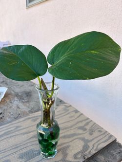 Giant Pothos cuttings