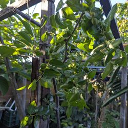 Chinese Li Jujube Plant 