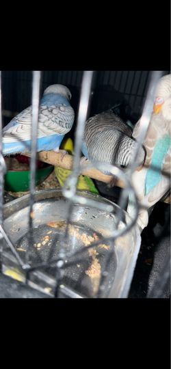 Budgie birds