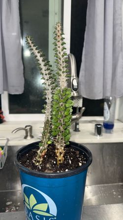 Alluaudia procera