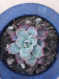 Succulent CATS CLAW ECHEVERIA Plant