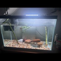 Fish Tank And Supply’s 