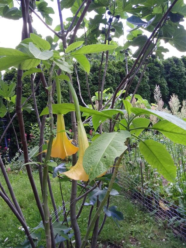 Hawaiian Angel Trumpet Tree