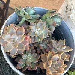 Succulents