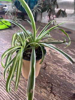 Curly spider Plant