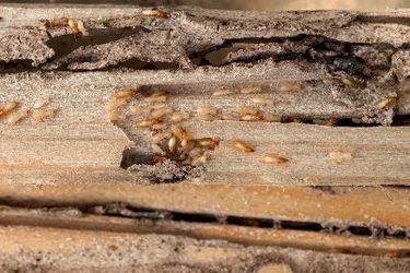 Termite inspection In Torrance
