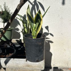 Snake Plant