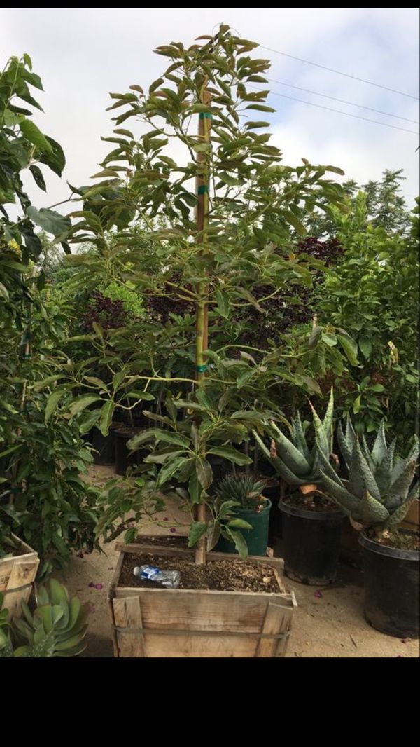 Holiday avocado tree (dwaft Hass Avocado tree) for Sale in Highland, CA