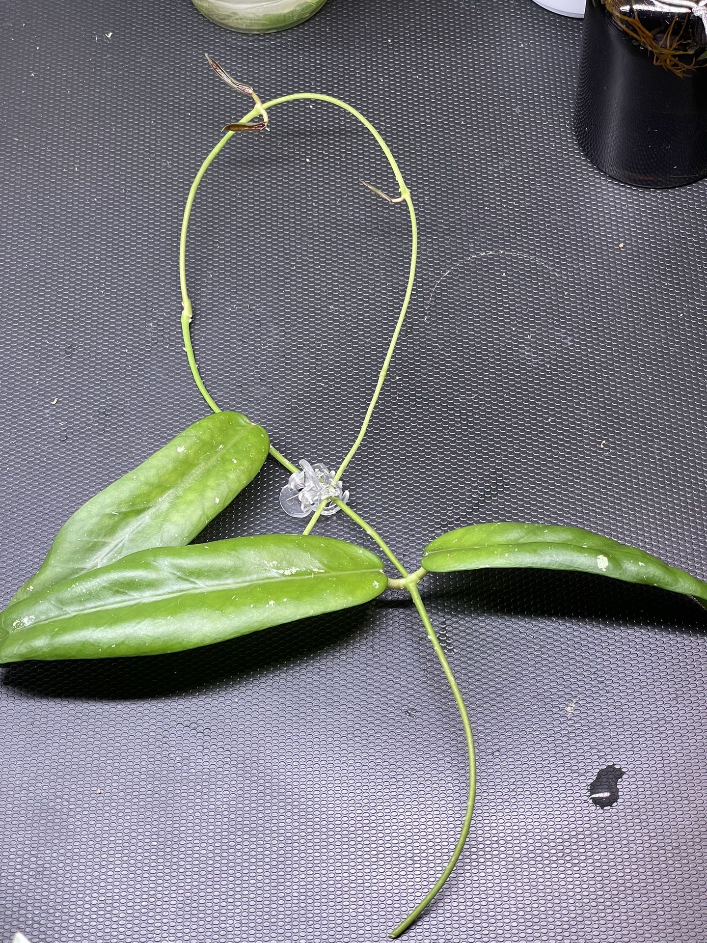Hoya Sp. Sabah GPS- 7950