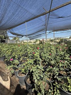 Closing Plant Sale!! 