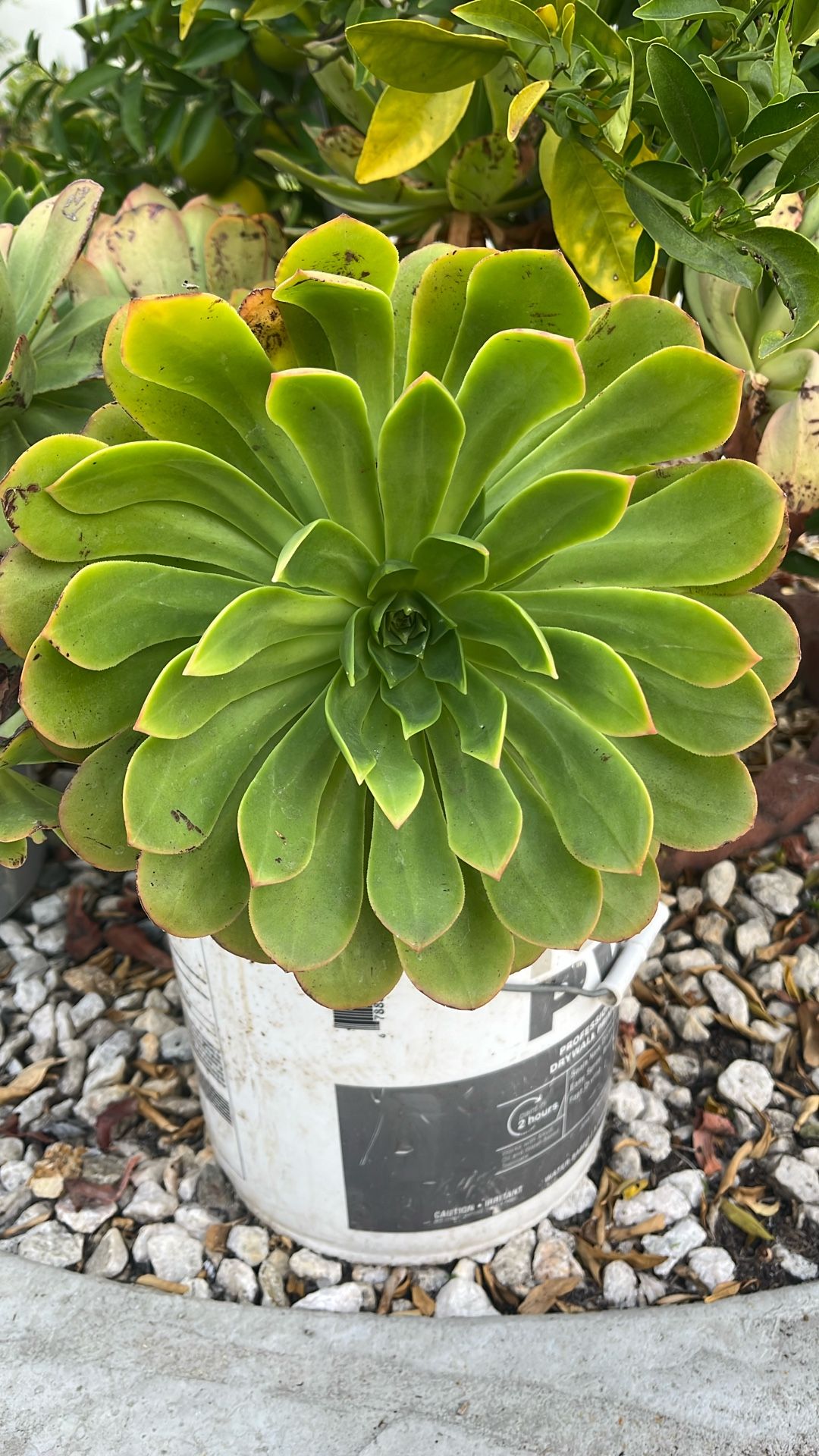 Big Pot( 10 Gallon ) Flower Mountain Plants, $15 Each Gallon