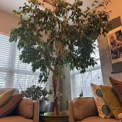 Gorgeous and Mature Indoor Ficus Tree
