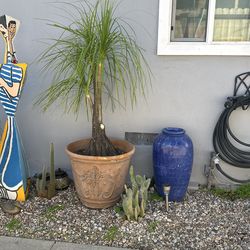 ponytail palm tree 5 Feet Tall