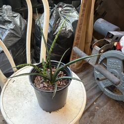 Mikado Snake Plant