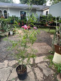 árbol  de saus